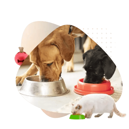 Donate-Food-Supplies-optimizied
