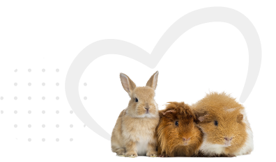 Rabbit with two guinea pigs