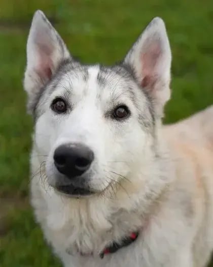 Theo, a husky available for adoption