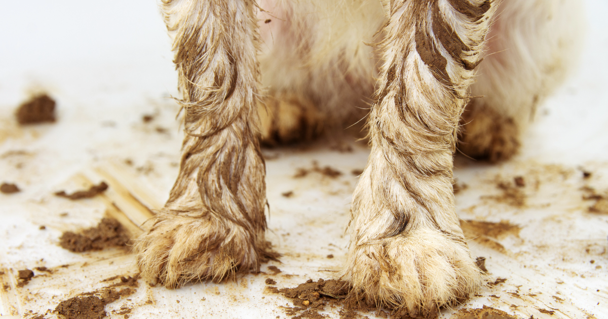 Dirty paws of Jack Russel Terrier dog