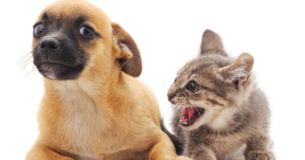 Kitten laying beside and hissing beside puppy