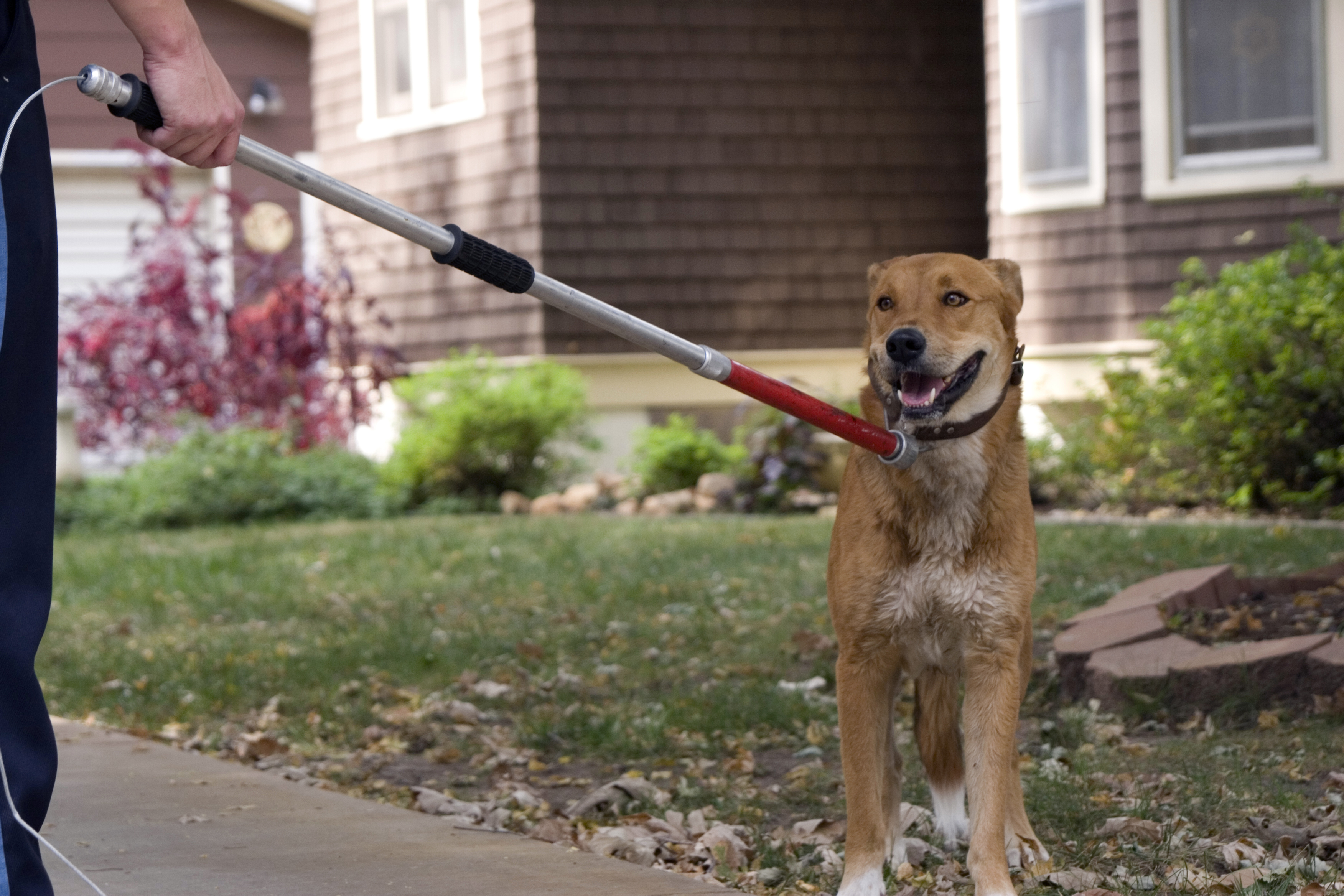 Stray dog rescued by Animal control officer