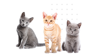 Group of cats Group of cats
