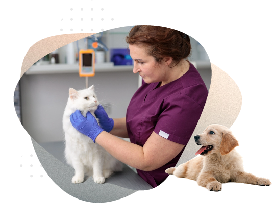 Vet taking care of animals Vet taking care of animals