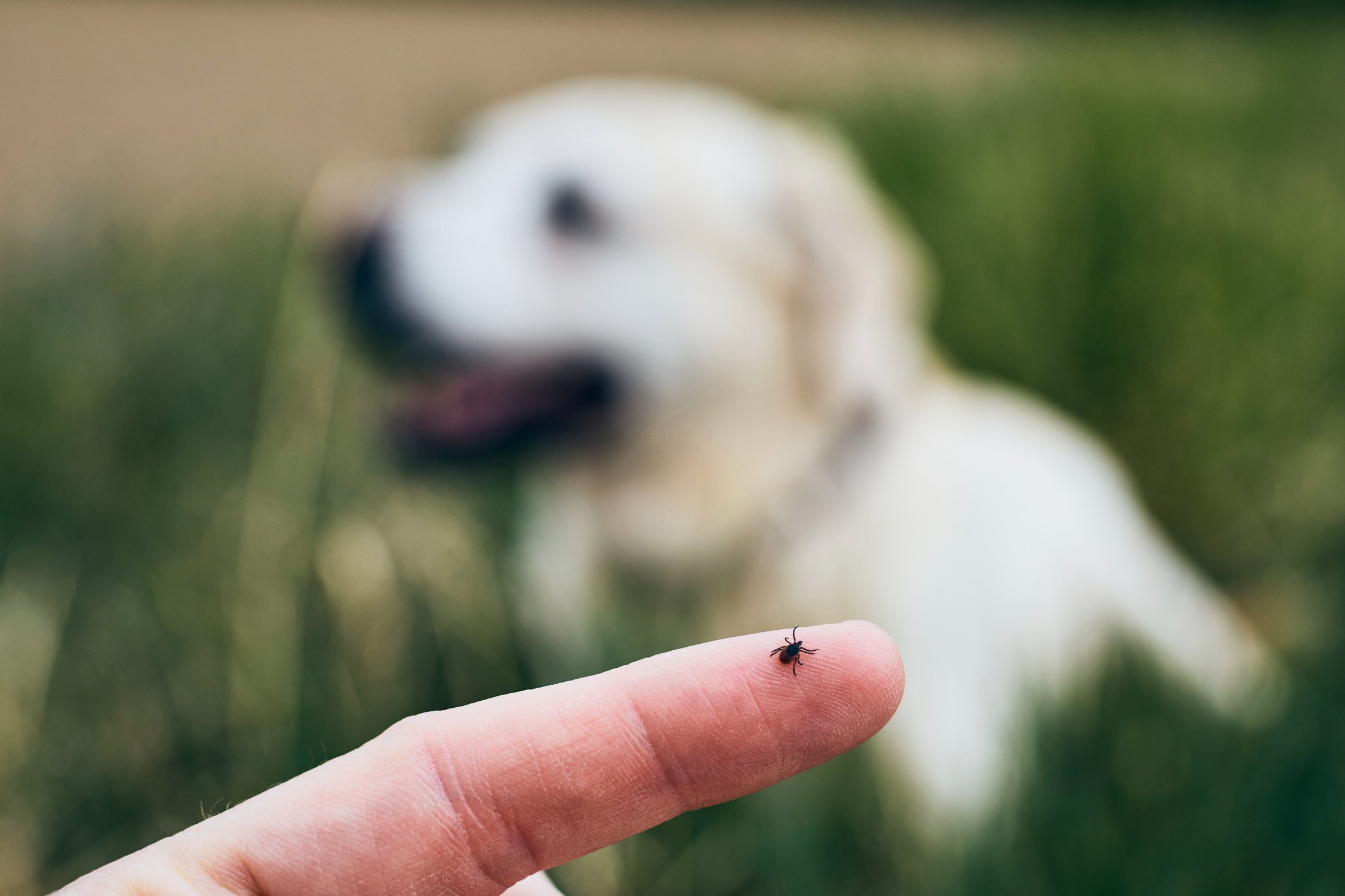 Flee on dog owners finger