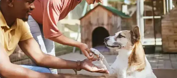 dog giving palm-1