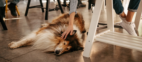 dog sleeping