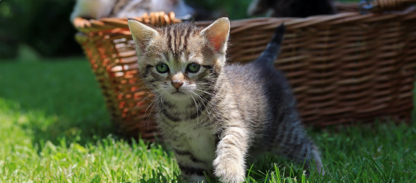 kitten in front of basket